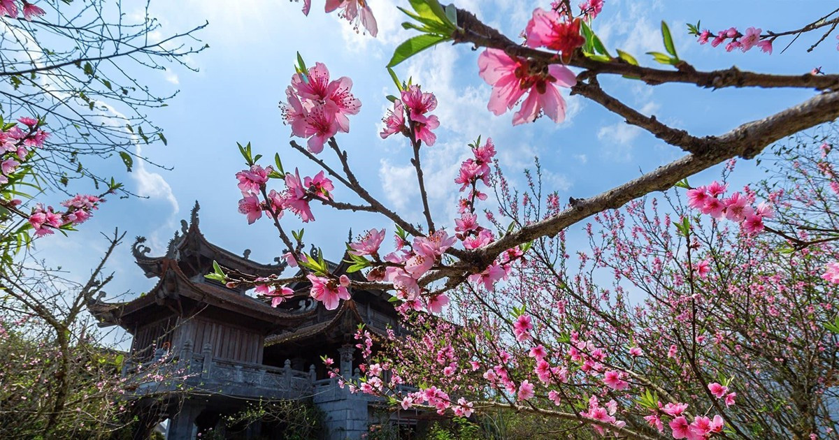 alt text: Hoa đào nở rộ trên Fansipan mùa xuân