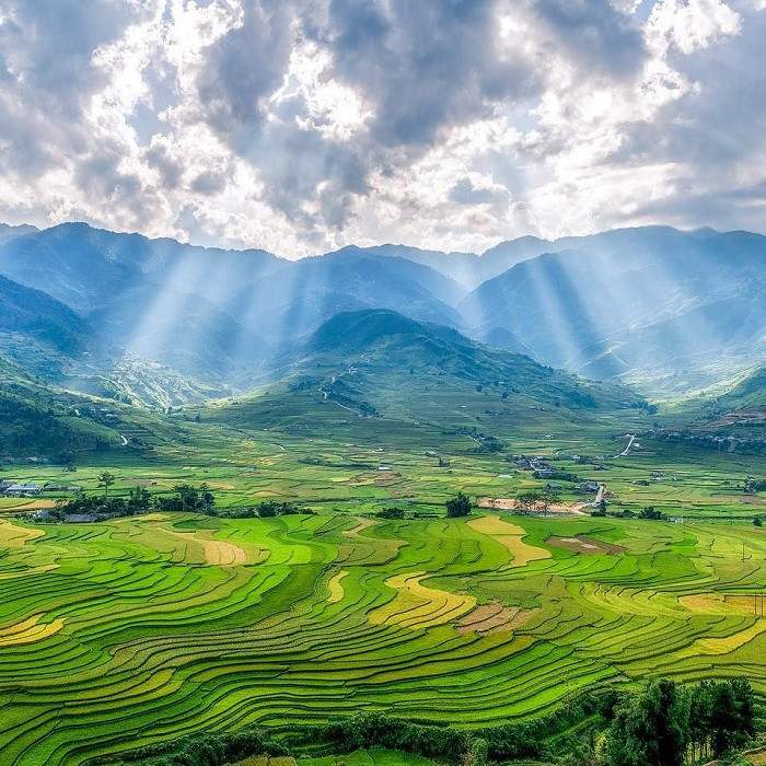 alt text: Ruộng bậc thang Tú Lệ