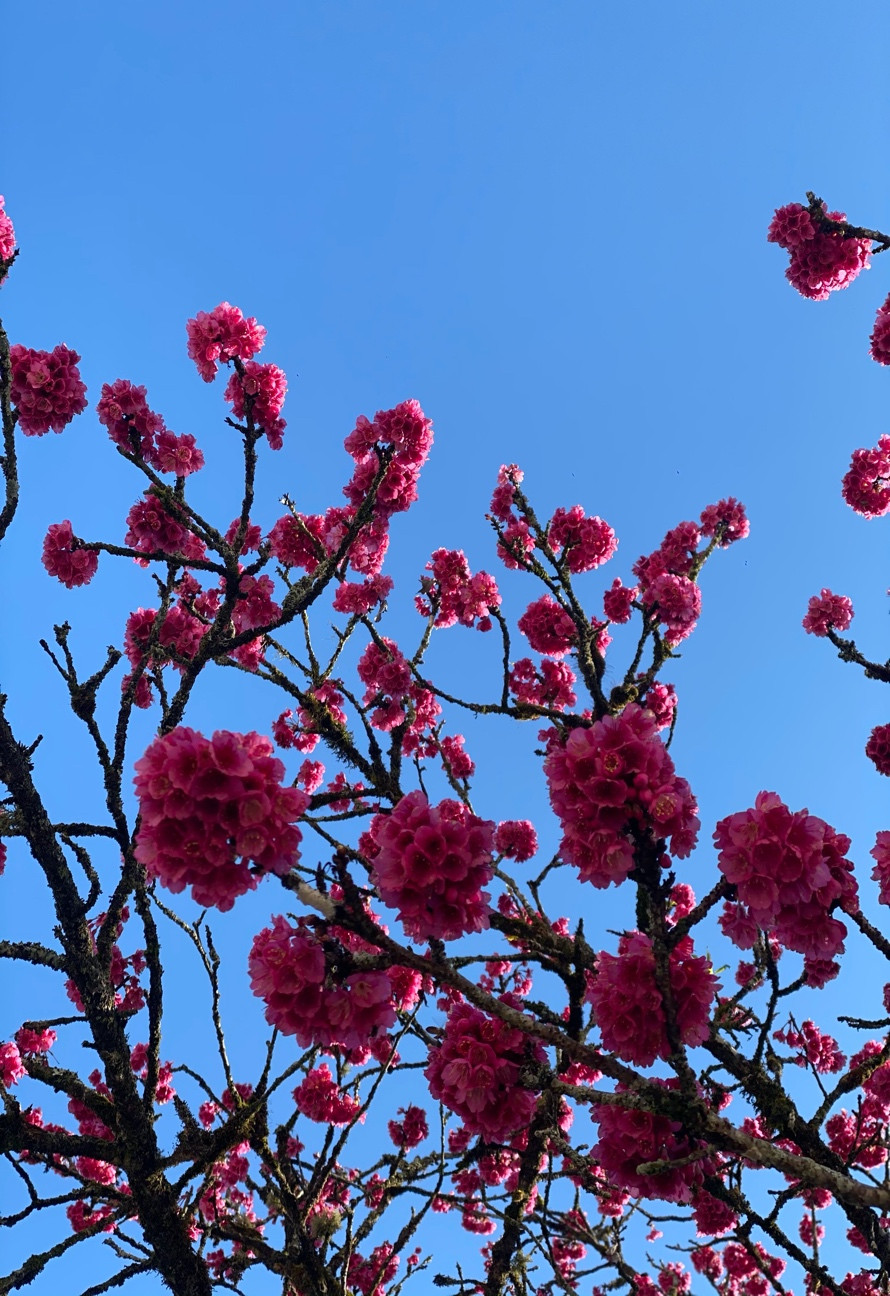 Cận cảnh hoa anh đào Sapa