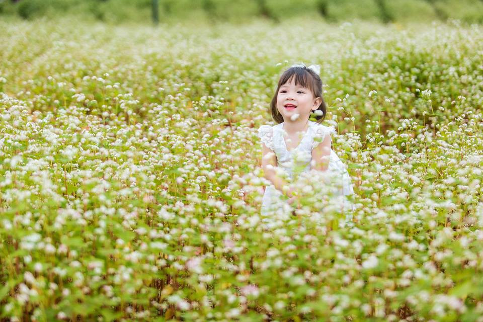 Cận cảnh hoa tam giác mạch