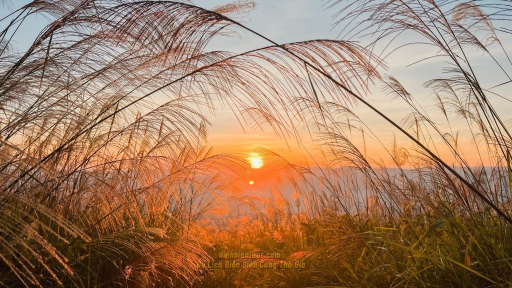 Cỏ lau Điện Biên vàng rực dưới nắng chiều