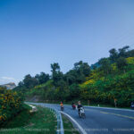 Rực rỡ sắc vàng hoa Dã quỳ trên các cung đường Điện Biên