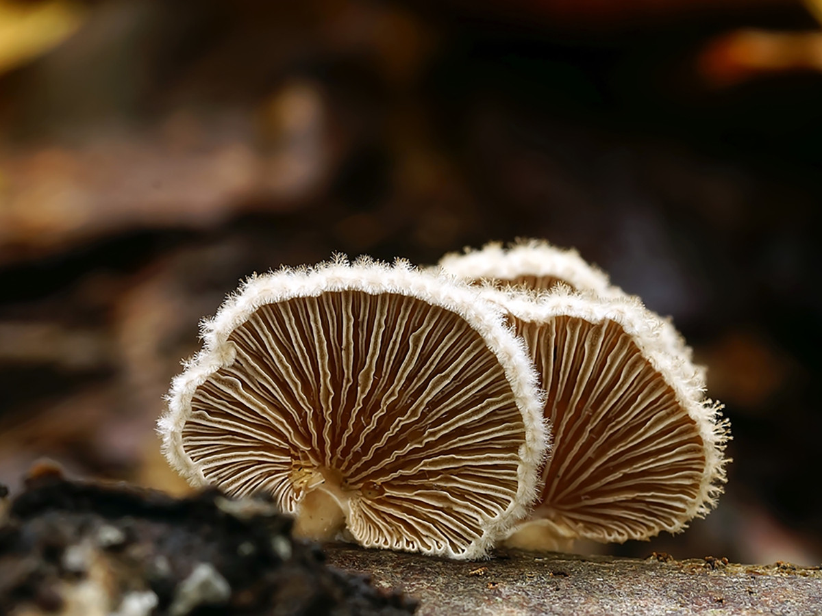 đặc sản sapa làm quà