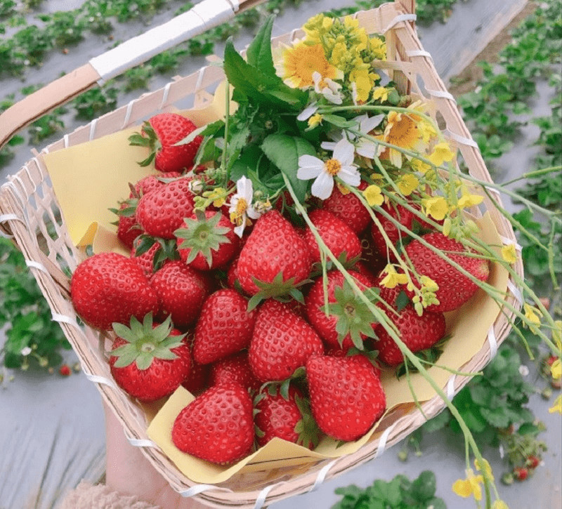 Dâu tây Mộc Châu