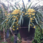 Rừng hoa Địa Lan Sin Suối Hồ