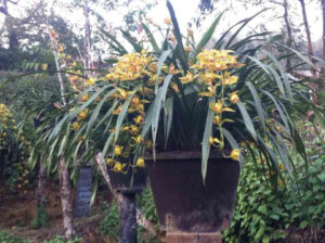 Rừng hoa Địa Lan Sin Suối Hồ