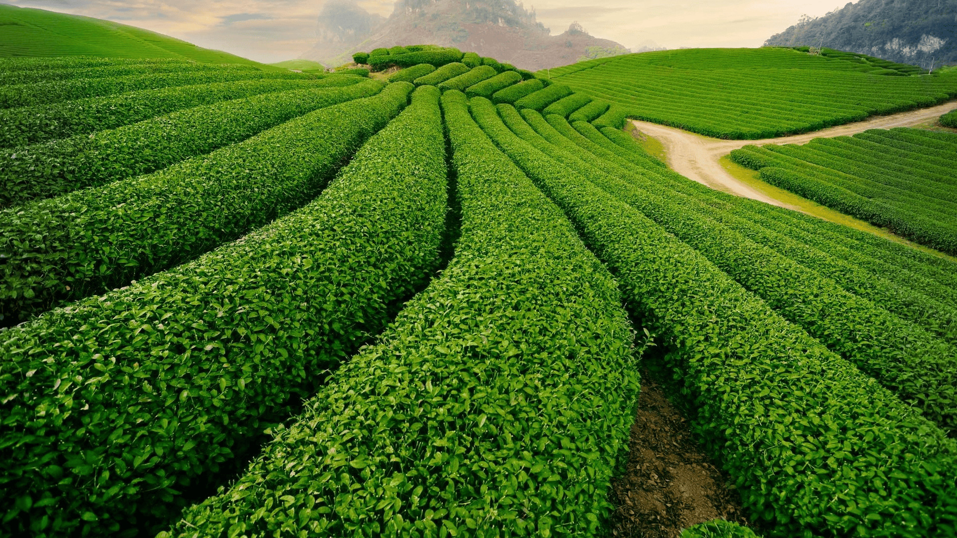 Đồi Chè Ô Long Mộc Sương