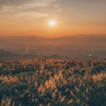 Đẹp xốn xang mùa cỏ lau Điện Biên