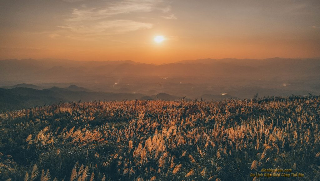 Đồi cỏ lau Điện Biên dưới ánh hoàng hôn