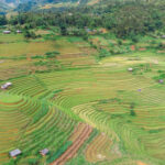 Du khách đổ xô đi chụp ảnh tại đồi mâm xôi La Pán Tẩn – Mù Cang Chải