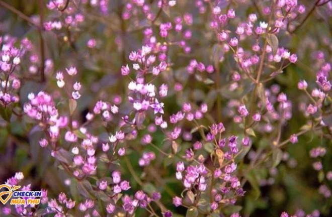 Du khách check-in giữa biển hoa chi pâu tím biếc tại Tà Chì Nhù