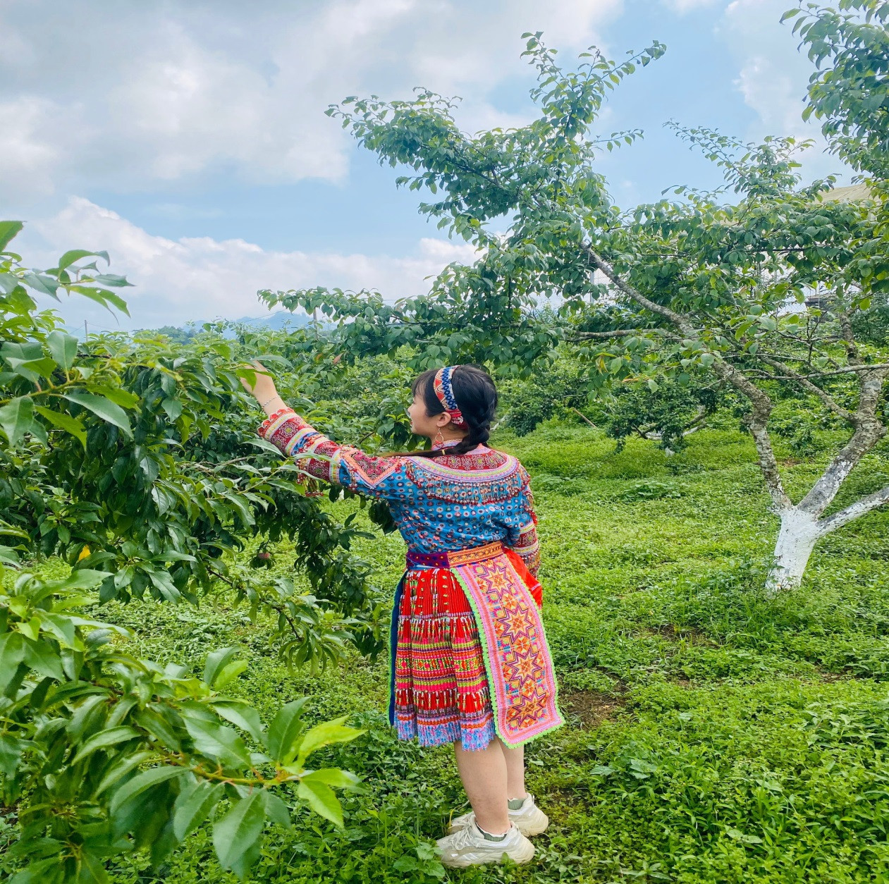 du khách hái mận