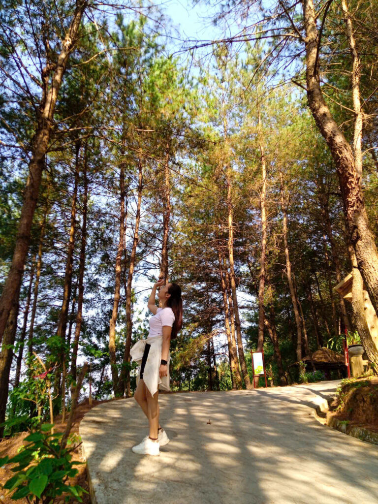 Góc check-in lãng mạn tại đồi thông Tả Lèng