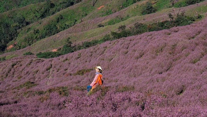 Hoa chi pâu tô điểm thêm vẻ đẹp hoang sơ của núi rừng Tây Bắc