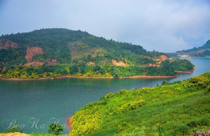 Hoa dã quỳ Điện Biên