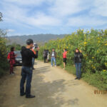 Lai Châu – Mùa hoa Dã quỳ