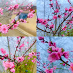 Ngắm Hà Giang ‘đẹp từng centimet’ mùa cao nguyên đá nở hoa