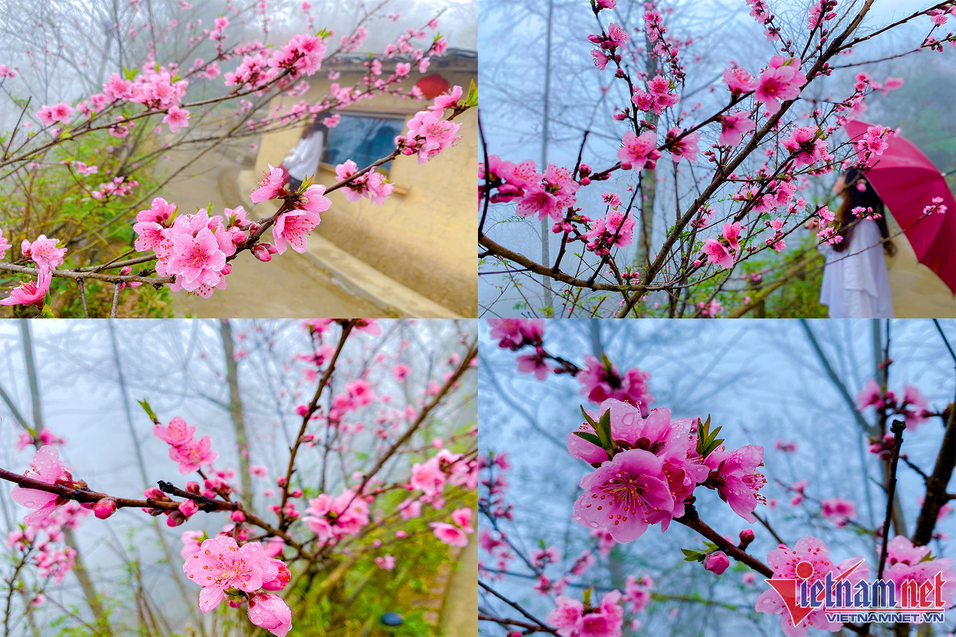 Hoa đào nở rộ mùa xuân ở Hà Giang