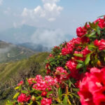 Ngây ngất trước vẻ đẹp của lễ hội hoa đỗ quyên Sapa