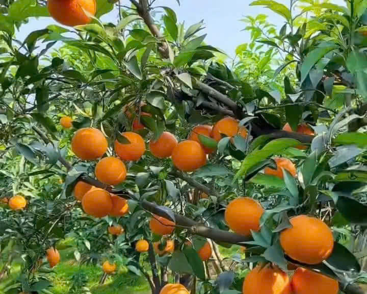 Hương vị quýt Mường Khương chín mọng