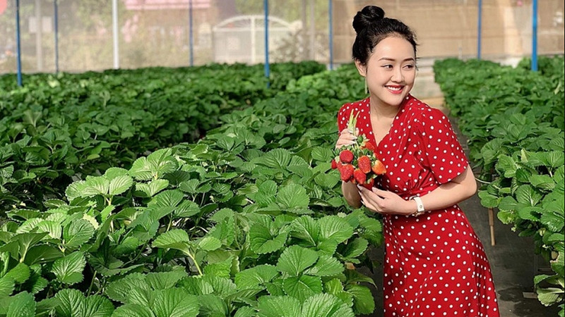 Khám phá vườn dâu tại Tả Phìn