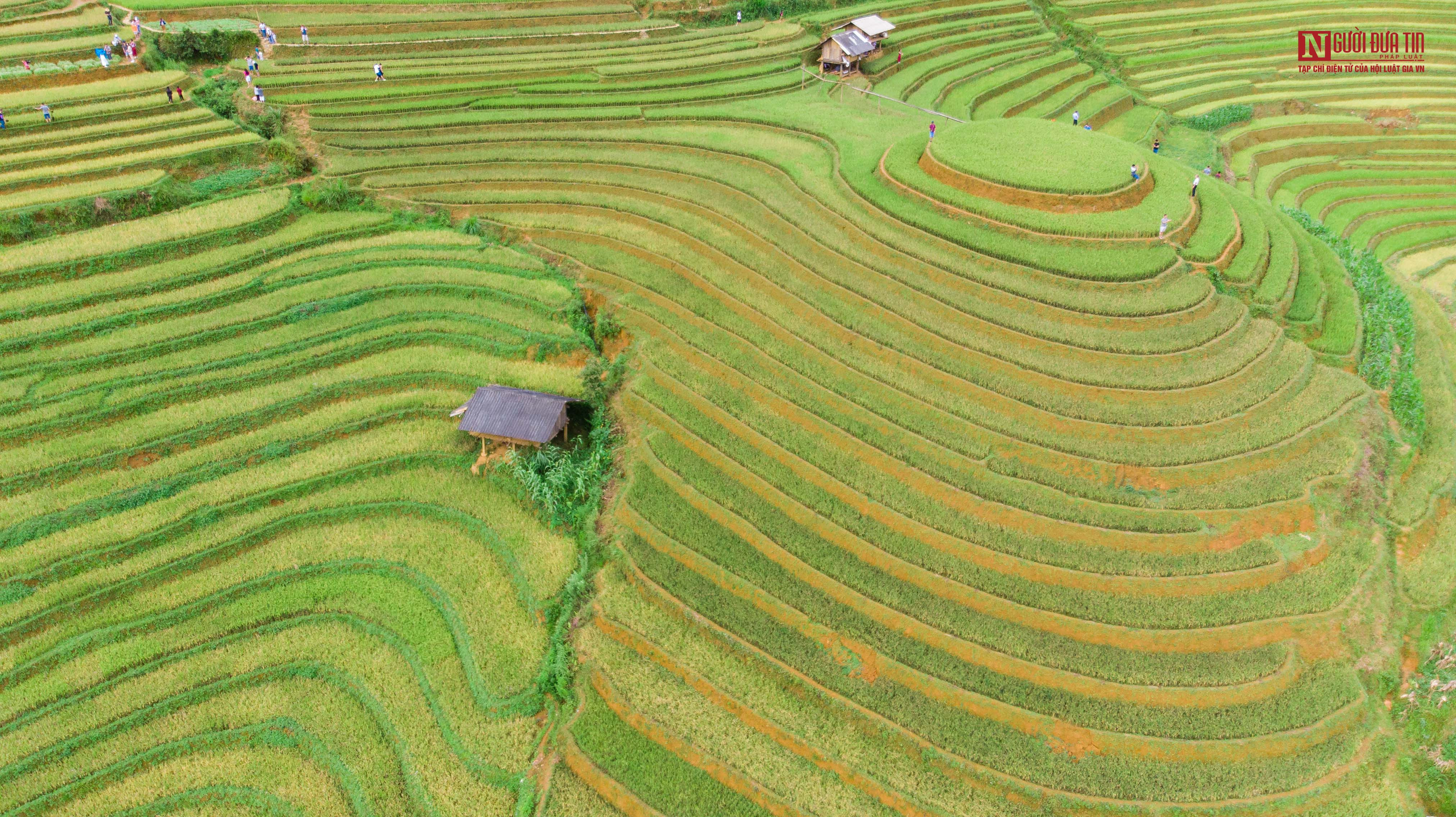 Khung cảnh ruộng bậc thang vàng óng trên đồi mâm xôi
