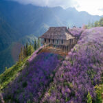 Thung lũng hoa Bắc Hà, điểm du lịch hấp dẫn ở Lào Cai