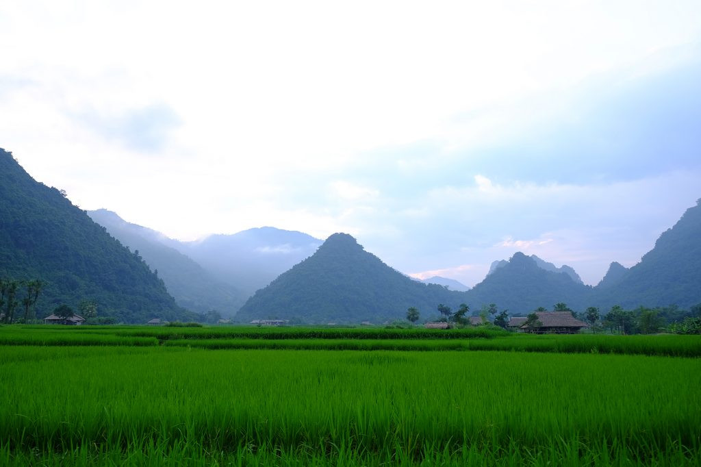 Lam Thuong thung lung mua lua xanh 1