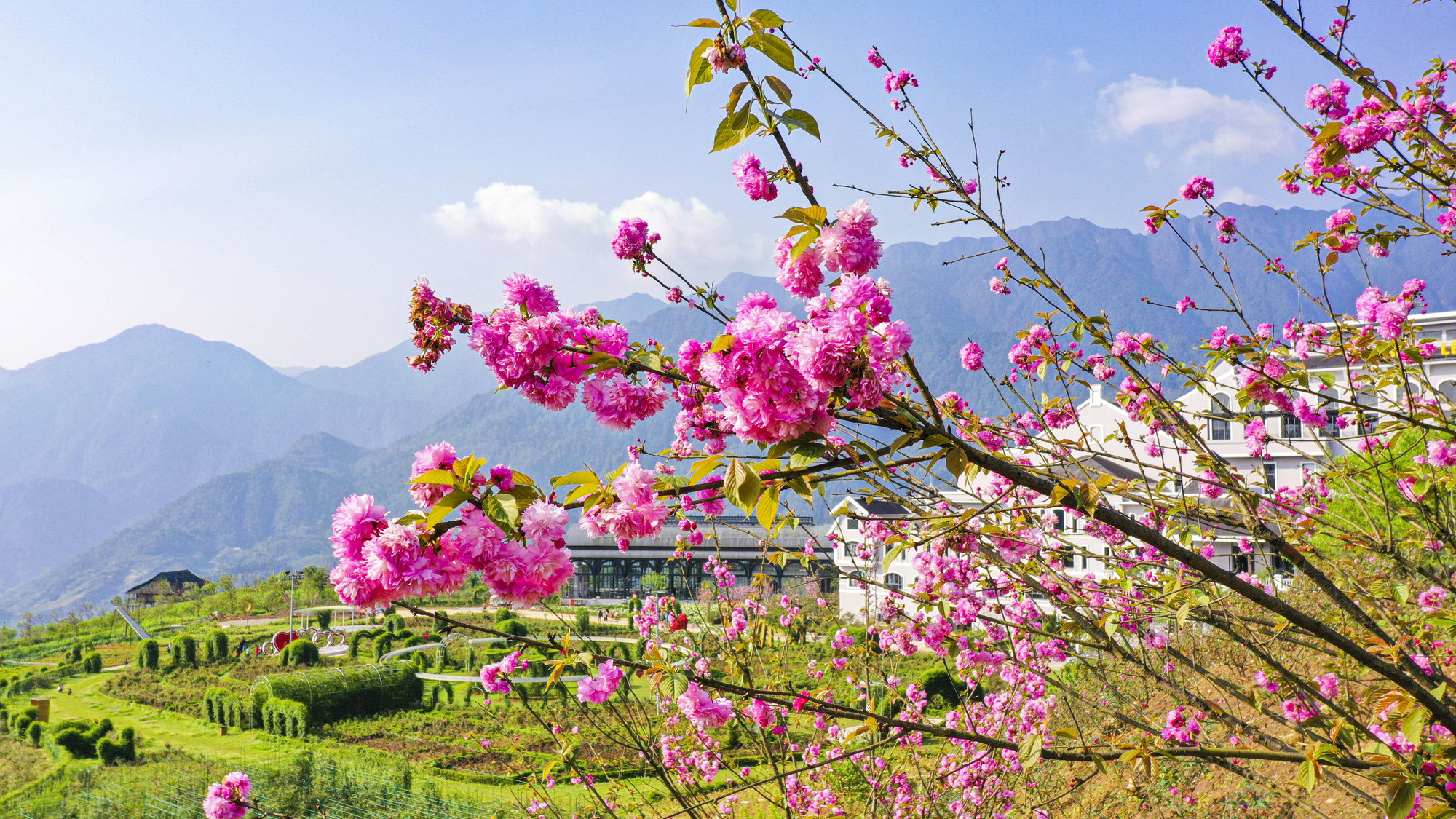 lễ hội hoa đỗ quyên tại sapa