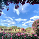 Tưng bừng lễ hội hoa hồng Fansipan lớn nhất trong năm