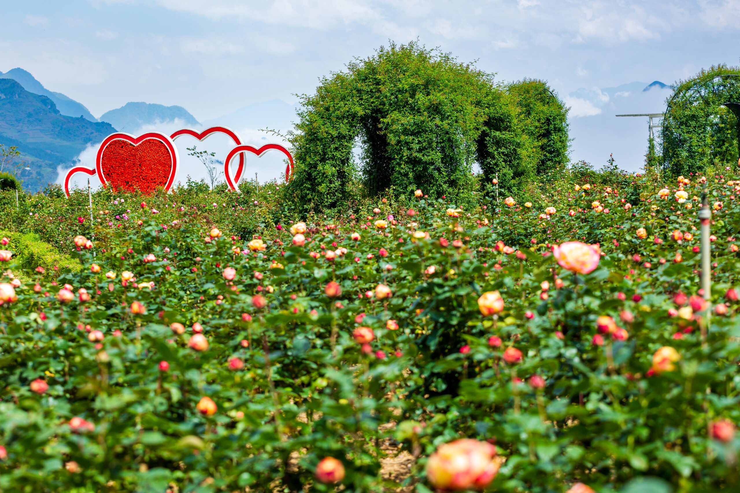 Lễ hội hoa hồng Fansipan