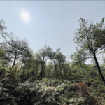 Đỉnh Lùng Cúng – điểm du lịch trải nghiệm hấp dẫn ở Yên bái