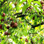 Mận tam hoa chín đỏ trên “Cao nguyên trắng Bắc Hà” níu chân du khách