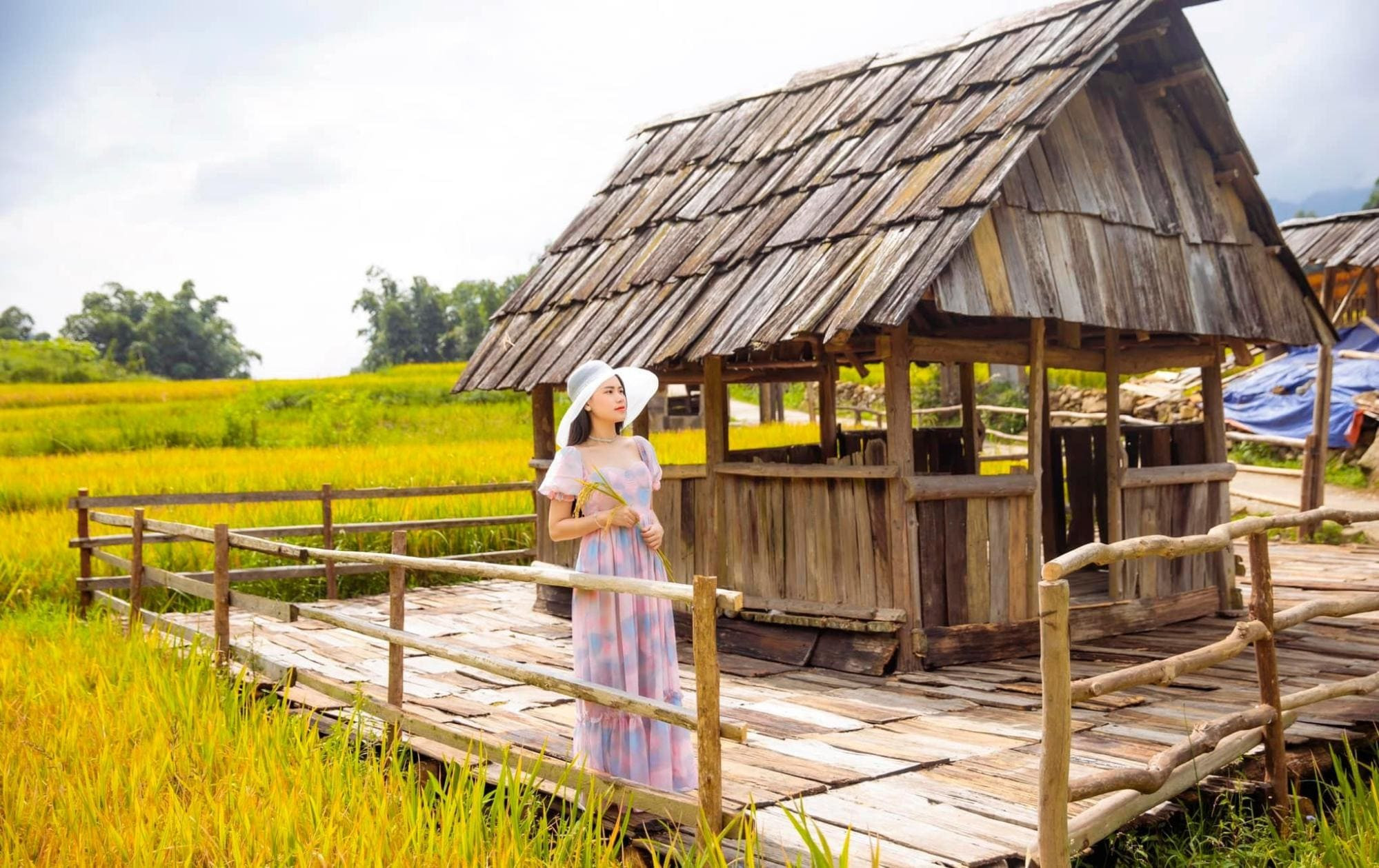 Những bông lúa chín vàng