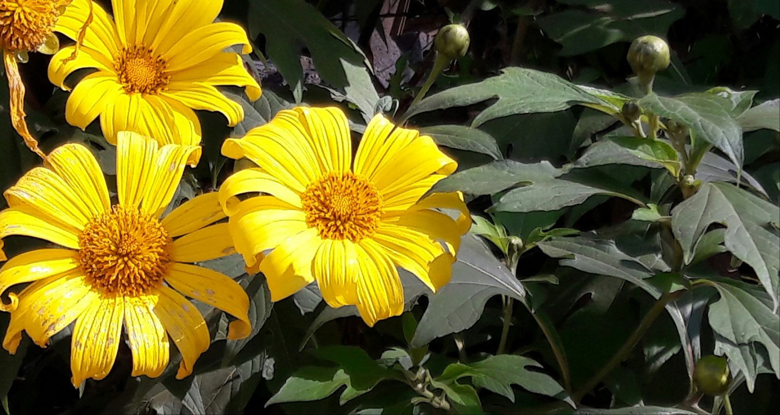 Những con đường vàng rực hoa dã quỳ