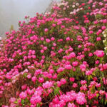 Du lịch Lai Châu những điểm đến hấp dẫn du khách