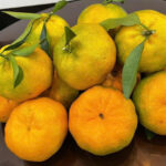 Đến Mường Khương thưởng thức hương vị quýt ngon ngọt