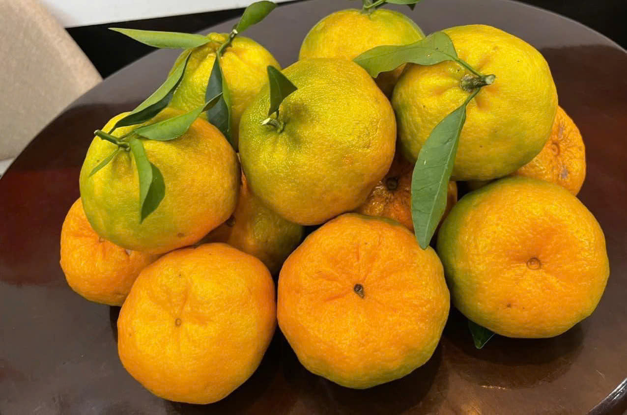 Rừng quýt vàng Mường Khương