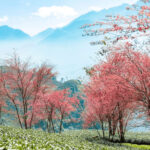 Khu du lịch Cát Cát Sapa – Vẻ đẹp rực rỡ giữa núi rừng Tây Bắc 