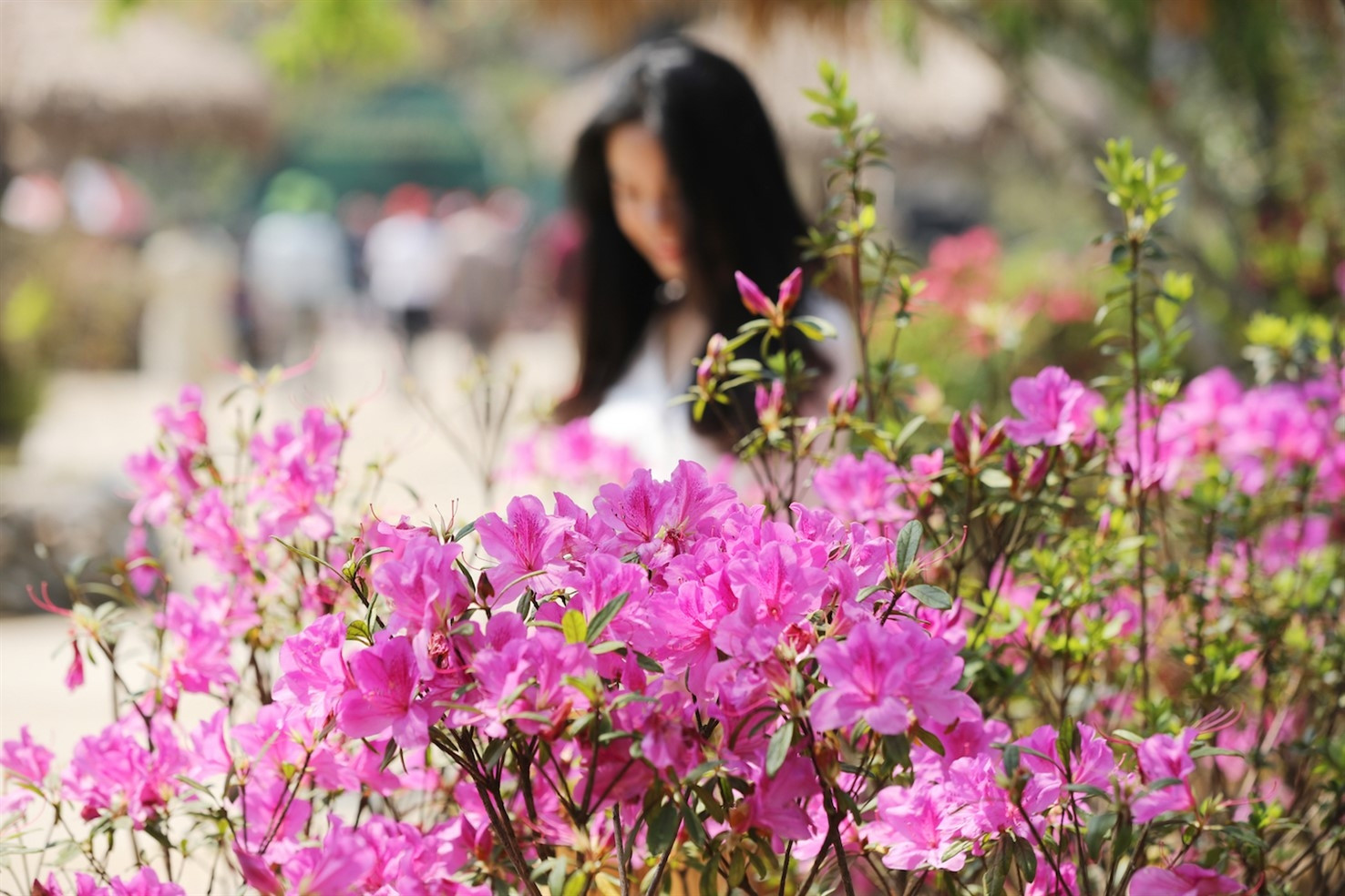 tham gia lễ hội hoa đỗ quyên sapa