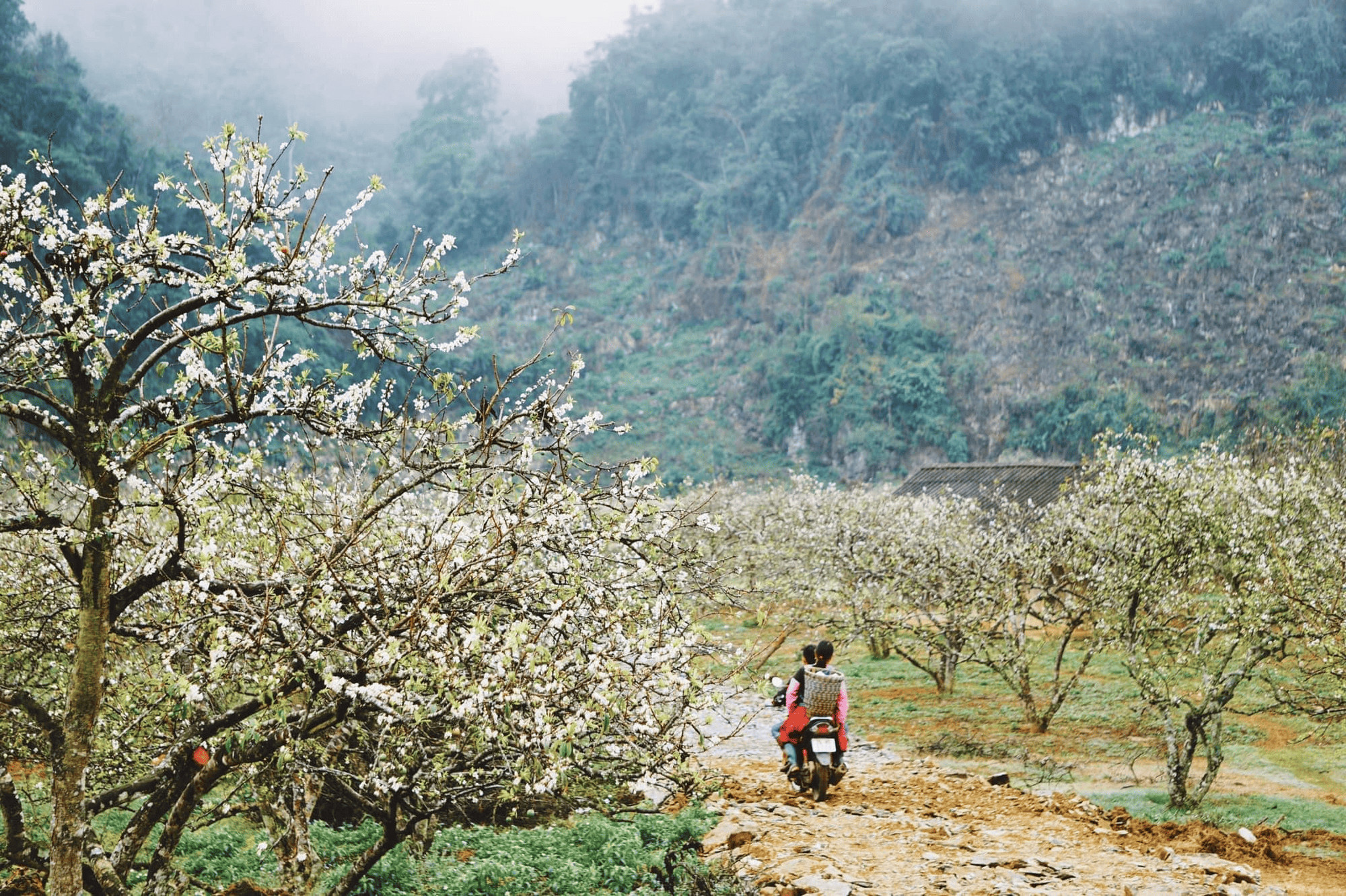 Thung lũng mận Nà Ka