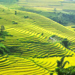 Tháng 9 rủ nhau lên Sa Pa “săn lúa”