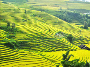 Tháng 9 rủ nhau lên Sa Pa “săn lúa”