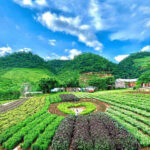 Review du lịch Mộc Châu Sơn La với 20 địa điểm nổi tiếng