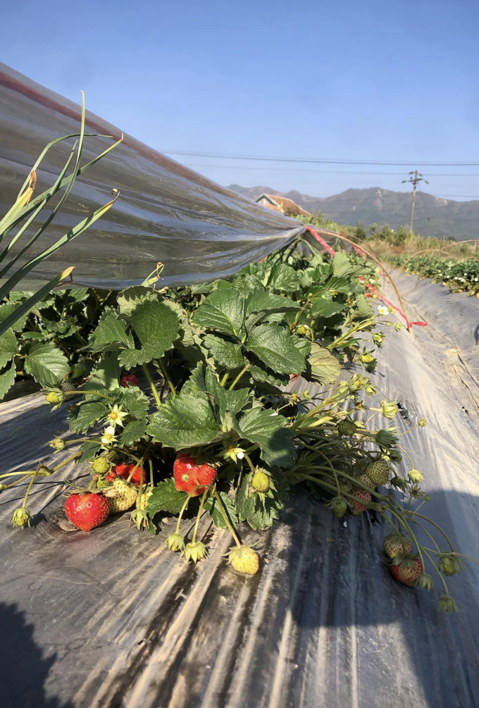 Vườn dâu tây ở Mường Phăng