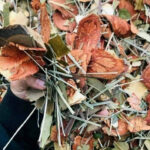 Đến bản Tả Phìn, trải nghiệm tắm lá thuốc  người Dao Đỏ